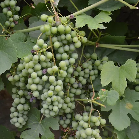 La Maison Raymond Ardennais Pour 12 Personnes Nyaraló *
